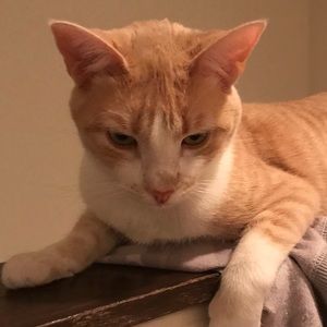 Meet your Posher, Elise